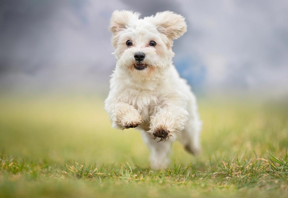chien (5).jpg chien (5).jpg